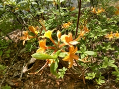 Rhododendron calendulaceum