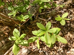 Rhododendron calendulaceum