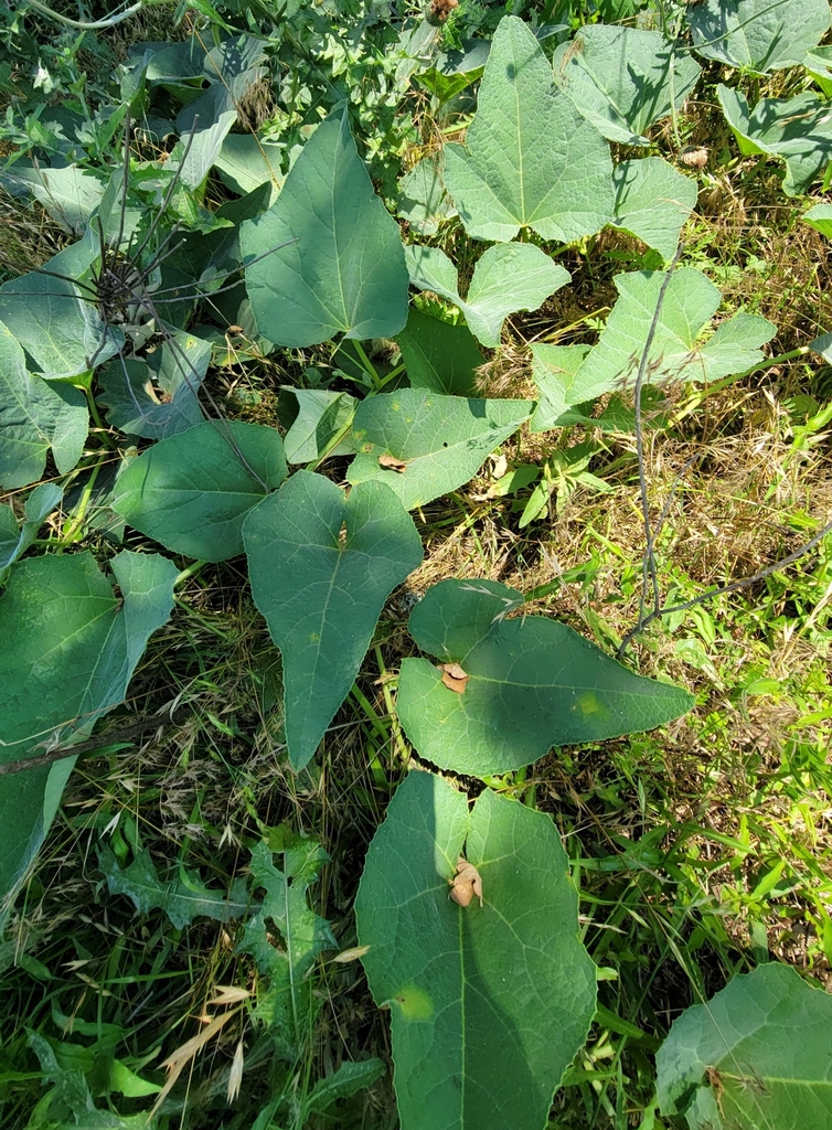 Buffalo Gourd from Nemo, TX 76070, USA on May 19, 2024 at 01:15 PM by ...
