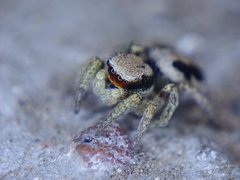 Habronattus pyrrithrix