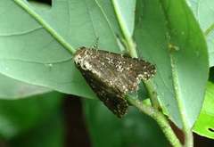 Condica albigutta