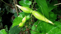 Oxypetalum harleyi
