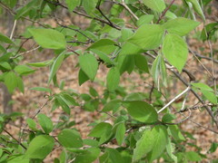 Lonicera praeflorens