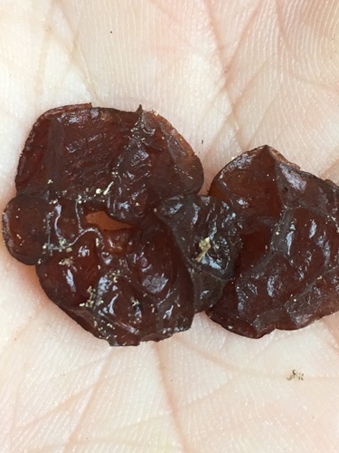 American Amber Jelly Fungus