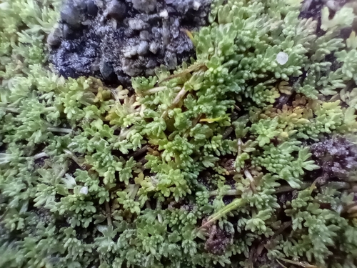 Euphrasia repens observed 2024-05-19