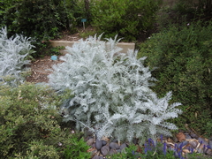 Centaurea gymnocarpa
