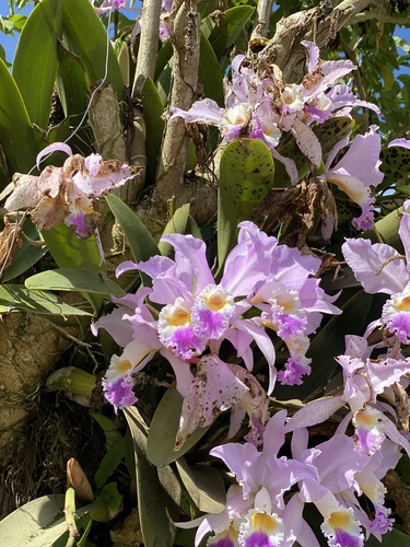 Foto de Cattleya mendelii