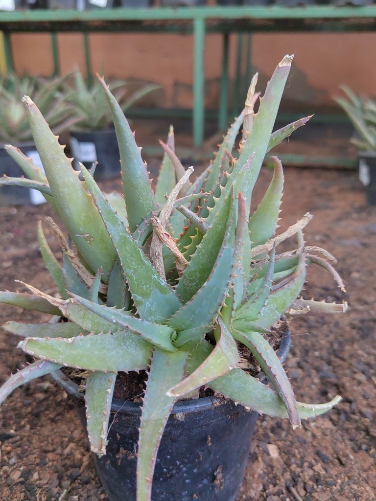 Aloe vera plant growing