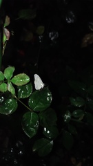 Leptosia nina niobe