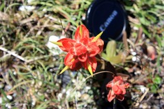 Castilleja miniata dixonii