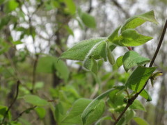 Lonicera praeflorens