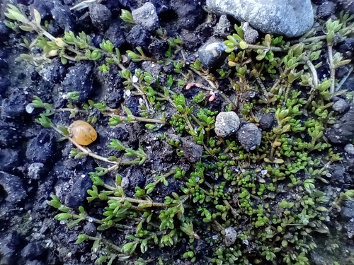 Crassula kirkii