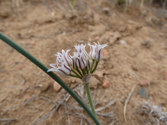 Allium macropetalum