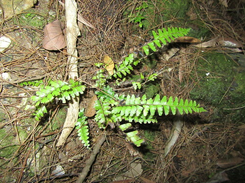 Lindsaea harveyi observed 2020-08-08