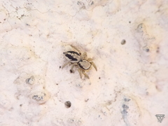 Habronattus pyrrithrix