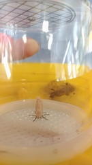 Creatonotos transiens vacillans