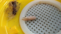 Creatonotos transiens vacillans