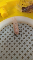 Creatonotos transiens vacillans