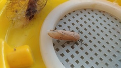 Creatonotos transiens vacillans