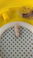 Creatonotos transiens vacillans