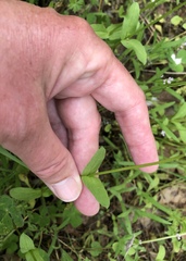 Plectritis macrocera