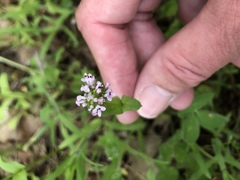 Plectritis macrocera