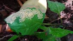 Creatonotos transiens vacillans