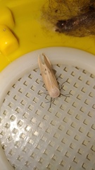 Creatonotos transiens vacillans