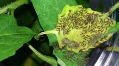 Creatonotos transiens vacillans