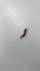 Creatonotos transiens vacillans
