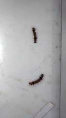 Creatonotos transiens vacillans