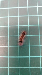 Creatonotos transiens vacillans