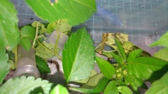 Creatonotos transiens vacillans