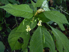 Impatiens parviflora