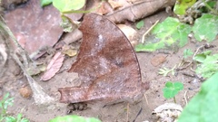 Creatonotos transiens vacillans