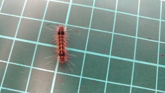 Creatonotos transiens vacillans