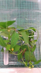 Creatonotos transiens vacillans