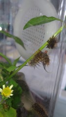 Creatonotos transiens vacillans