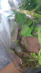 Creatonotos transiens vacillans
