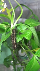 Creatonotos transiens vacillans