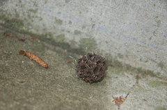 Xylaria liquidambar