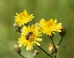 Lasioglossum titusi