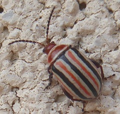 Kuschelina miniata