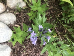 Amsonia tabernaemontana