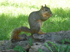 Sciurus niger