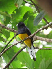 Trogon chionurus