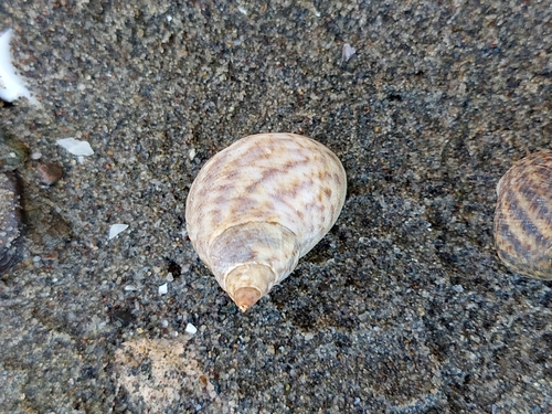 Littoraria variegata
