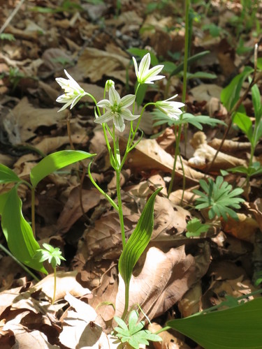 Image of Gagea triflora by (c) Repina Tatyana, some rights reserved (CC BY)