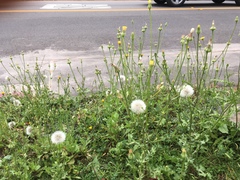 Urospermum picroides