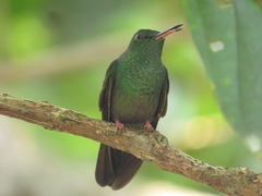 Chalybura urochrysia